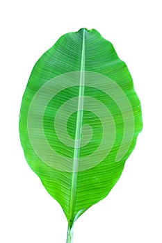 Banana plant leaf, the tropical evergreen vine isolated on white background, clipping path included