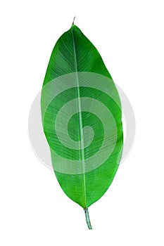 Banana plant leaf, the tropical evergreen vine isolated on white background, clipping path included