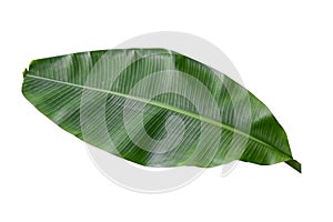Banana plant leaf, the tropical evergreen vine isolated on white background, clipping path included