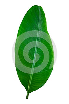 Banana plant leaf, the tropical evergreen vine isolated on white background, clipping path included