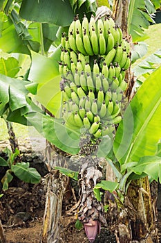 Banana plant with overblown flower