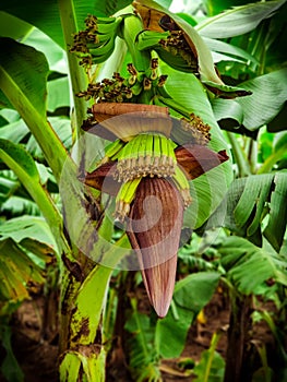 Banana plant stated fruiting photo