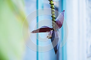 Banana plant tropical background. A banana flower in detail among big leaves.