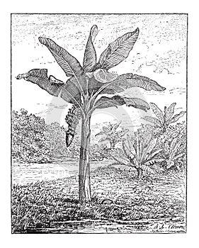 Banana, Plantain, or Musa sp., vintage engraving photo