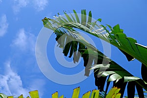 The banana plantain with regular rows of veins