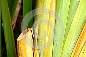 The banana plantain with regular rows of veins