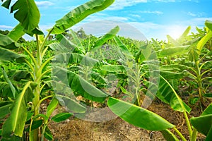 Banana plantation