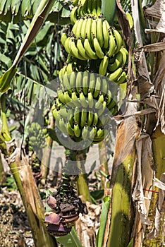 Banana plantation