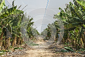 Banana plantation