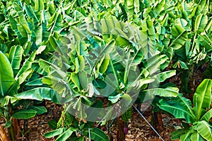 Banana plantation