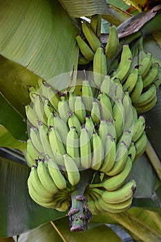 Banana Plantation