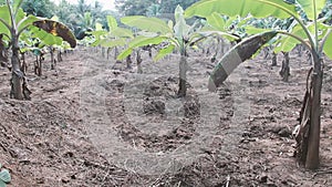 Banana plantation