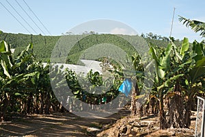 Banana plantation