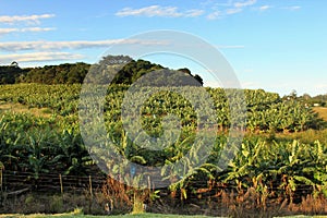 Banana Plantation