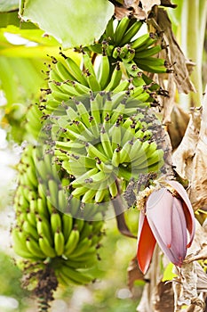 Banana Plantation