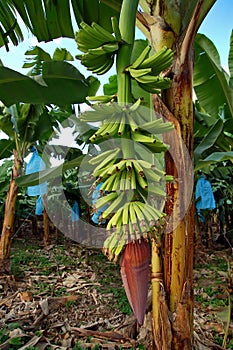 Banana Plantation