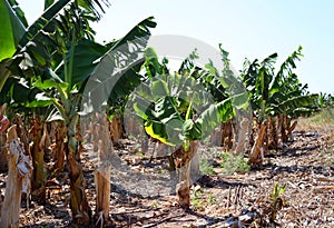 Banana plantation