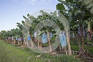 Banana Plantation