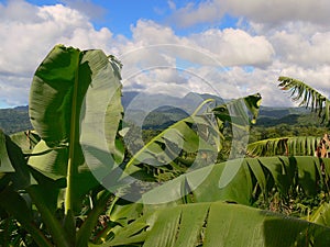 Banana Plantation