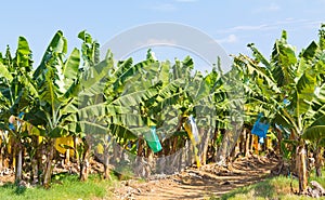 Banana plantation Australia