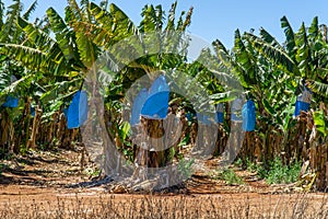 a banana plantation in Australia, bananas are protected from Panama disease by plastic bags