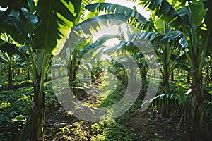 Banana plantation with banana plants