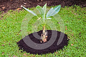 Banana plantation. Banana tree .Young banana plant.