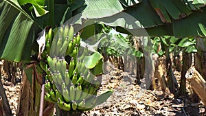 Banana plantation, banana trees. Banana flowers