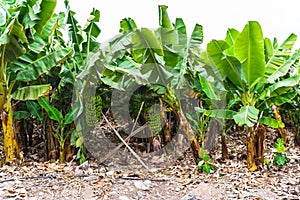 Banana plantation in the Canary Islands