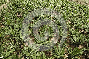 Banana plantation in the Canary Islands