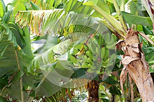 Banana Plantation at Coffs Harbour, NSW, Australia