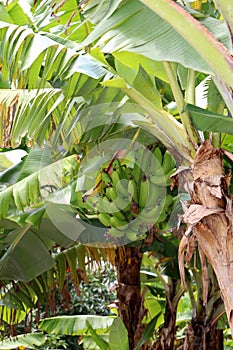 Banana Plantation at Coffs Harbour, NSW, Australia