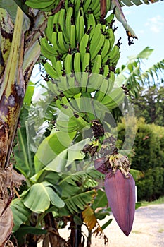 Banana Plantation at Coffs Harbour, NSW, Australia