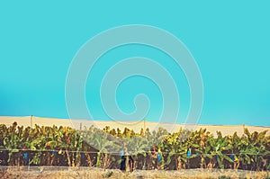 Banana plantation covered by a net on a sunny day