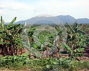 Banana Plantation, Cuba
