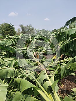 Banana plantation damaged by typhoon in India