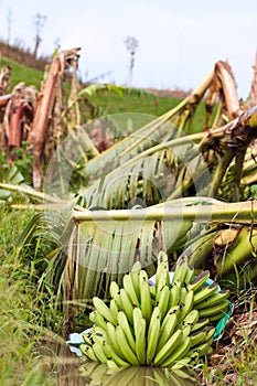 Banana plantation destroyed by a cyclone