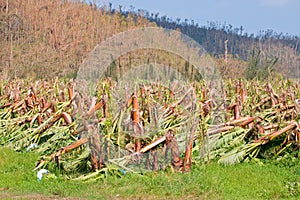 Banana plantation destroyed by cyclone photo