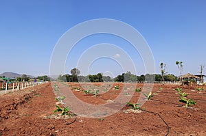 Banana Plantation with dripping water system