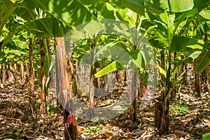 Banana plantation is East Africa