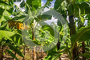 Banana plantation is East Africa