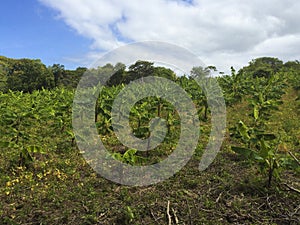 Banana plantation farm.