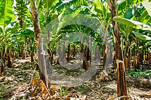 Banana plantation