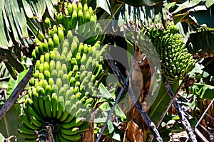 Banana Plantation Field