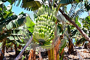 Banana Plantation Field