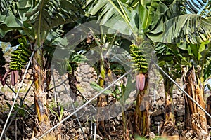 Banana Plantation Field in La Palma, Canary Island, Spain