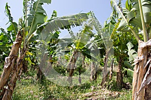 Banana Plantation Field in Martinique