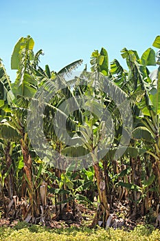 Banana plantation, fruit orchard. Banana tree