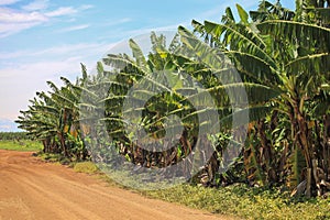 Banana plantation, fruit orchard. Sandy road