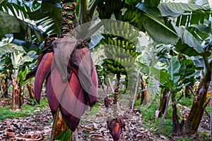 Banana plantation in Gran Canaria branch and flower